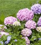 Gartenhortensie 'Endless Summer' - Hydrangea macr.'Endless Summer' blau