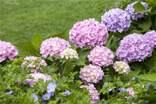 Gartenhortensie 'Endless Summer' - Hydrangea macr.'Endless Summer' blau