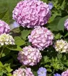 Gartenhortensie 'Endless Summer' - Hydrangea macr.'Endless Summer' blau