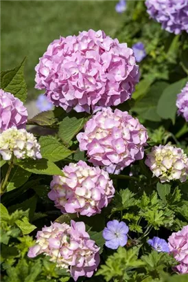 Gartenhortensie 'Endless Summer' - Hydrangea macr.'Endless Summer' blau