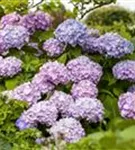 Gartenhortensie 'Endless Summer' - Hydrangea macr.'Endless Summer' blau