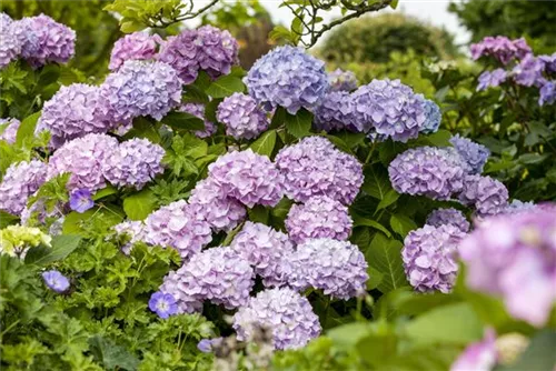 Gartenhortensie 'Endless Summer' - Hydrangea macr.'Endless Summer' blau