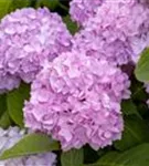 Gartenhortensie 'Endless Summer' - Hydrangea macr.'Endless Summer' blau