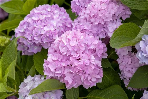 Gartenhortensie 'Endless Summer' - Hydrangea macr.'Endless Summer' blau