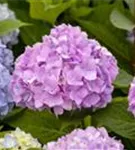 Gartenhortensie 'Endless Summer' - Hydrangea macr.'Endless Summer' blau