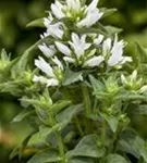 Garten-Knäuel-Glockenblume - Campanula glomerata 'Alba'