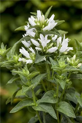 Garten-Knäuel-Glockenblume - Campanula glomerata 'Alba'