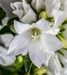 Garten-Knäuel-Glockenblume - Campanula glomerata 'Alba'