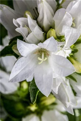 Garten-Knäuel-Glockenblume - Campanula glomerata 'Alba'