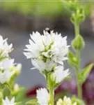 Garten-Knäuel-Glockenblume - Campanula glomerata 'Alba'