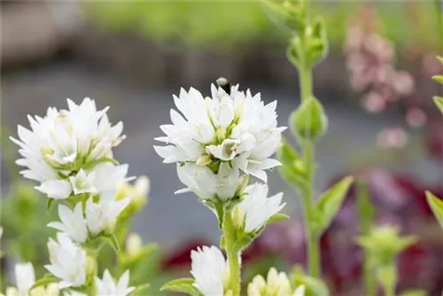 Garten-Knäuel-Glockenblume - Campanula glomerata 'Alba'