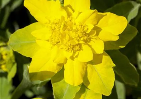 Euphorbia polychroma - Gold-Wolfsmilch