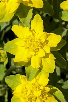 Gold-Wolfsmilch - Euphorbia polychroma