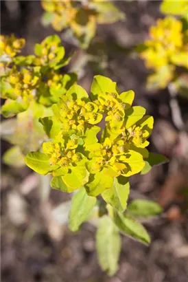 Gold-Wolfsmilch - Euphorbia polychroma