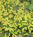 Gold-Wolfsmilch - Euphorbia polychroma