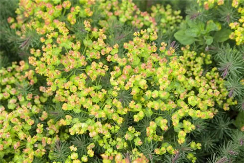 Gold-Wolfsmilch - Euphorbia polychroma