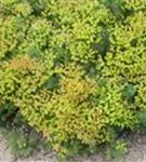 Gold-Wolfsmilch - Euphorbia polychroma