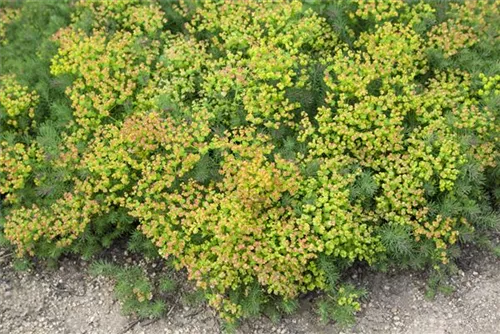 Gold-Wolfsmilch - Euphorbia polychroma