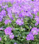 Garten-Storchschnabel - Geranium gracile 'Sirak'