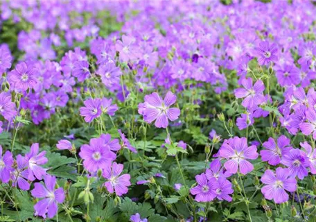 Geranium gracile 'Sirak' - Garten-Storchschnabel