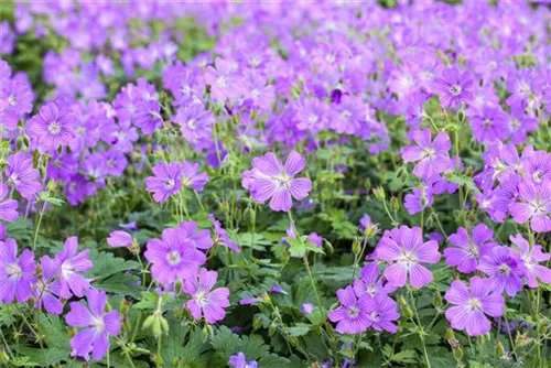 Garten-Storchschnabel - Geranium gracile 'Sirak'