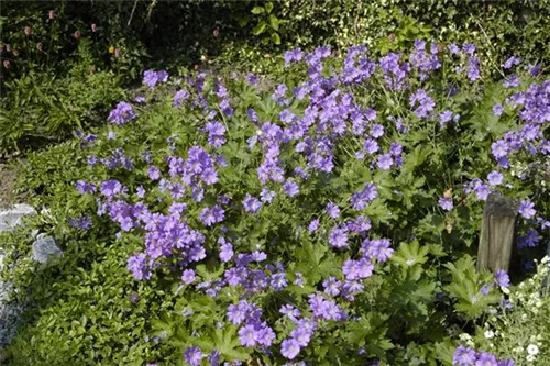 Garten-Storchschnabel - Geranium gracile 'Sirak'