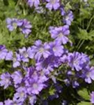 Garten-Storchschnabel - Geranium gracile 'Sirak'