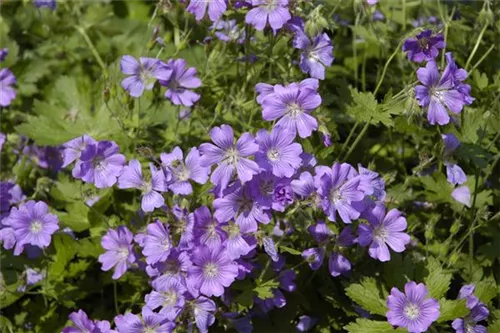 Garten-Storchschnabel - Geranium gracile 'Sirak'