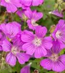 Garten-Storchschnabel - Geranium gracile 'Sirak'