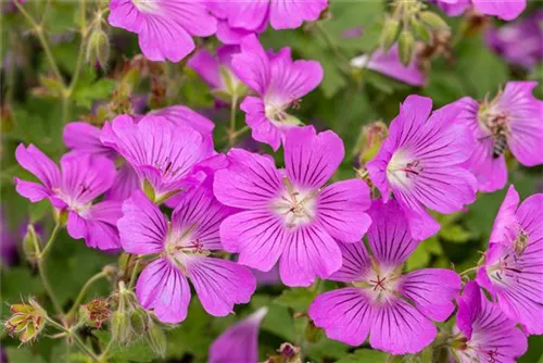 Garten-Storchschnabel - Geranium gracile 'Sirak'