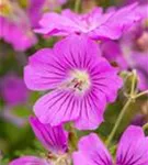 Garten-Storchschnabel - Geranium gracile 'Sirak'