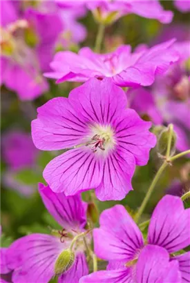 Garten-Storchschnabel - Geranium gracile 'Sirak'