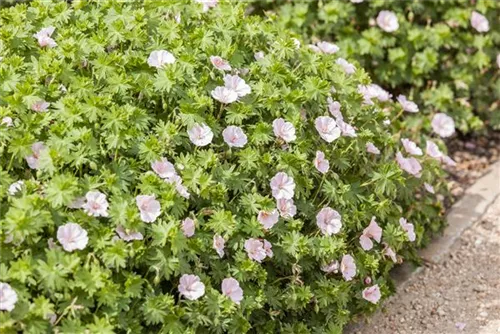 Gestreifter Garten-Storchschnabel - Geranium sang.v.striatum 'Apfelblüte'