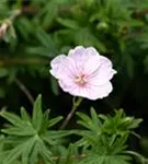 Gestreifter Garten-Storchschnabel - Geranium sang.v.striatum 'Apfelblüte'