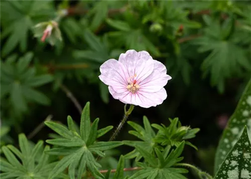 Gestreifter Garten-Storchschnabel - Geranium sang.v.striatum 'Apfelblüte'