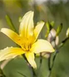 Zitronengelbe Taglilie - Hemerocallis citrina