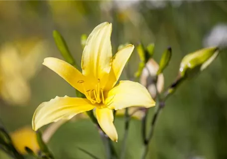 Hemerocallis citrina - Zitronengelbe Taglilie