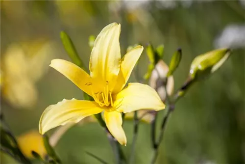 Zitronengelbe Taglilie - Hemerocallis citrina