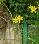 Zitronengelbe Taglilie - Hemerocallis citrina