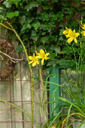 Zitronengelbe Taglilie - Hemerocallis citrina