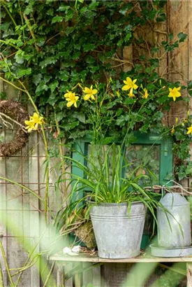 Zitronengelbe Taglilie - Hemerocallis citrina