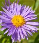 Niedrige Garten-Aster - Aster alpinus 'Dunkle Schöne'