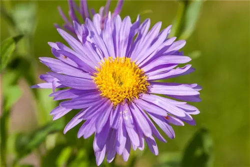 Niedrige Garten-Aster - Aster alpinus 'Dunkle Schöne'