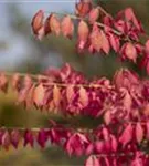 Korkflügelstrauch - Euonymus alatus - Formgehölze