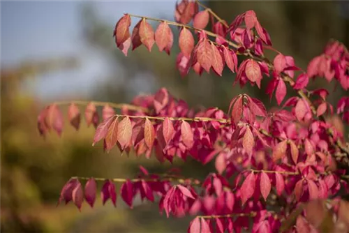 Korkflügelstrauch - Euonymus alatus - Formgehölze