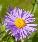 Niedrige Garten-Aster - Aster alpinus 'Dunkle Schöne'