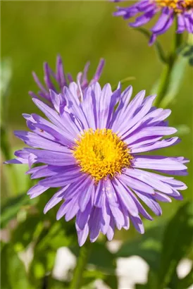 Niedrige Garten-Aster - Aster alpinus 'Dunkle Schöne'