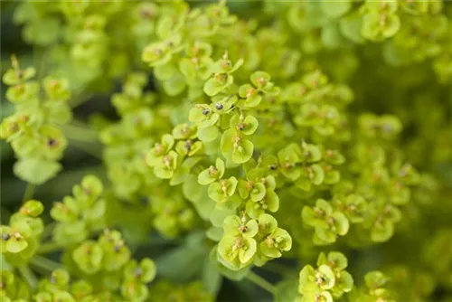 Bläuliche Wolfsmilch - Euphorbia seguieriana ssp.niciciana