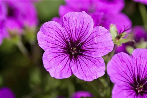 Blutroter Storchschnabel - Geranium sanguineum