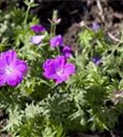 Blutroter Storchschnabel - Geranium sanguineum